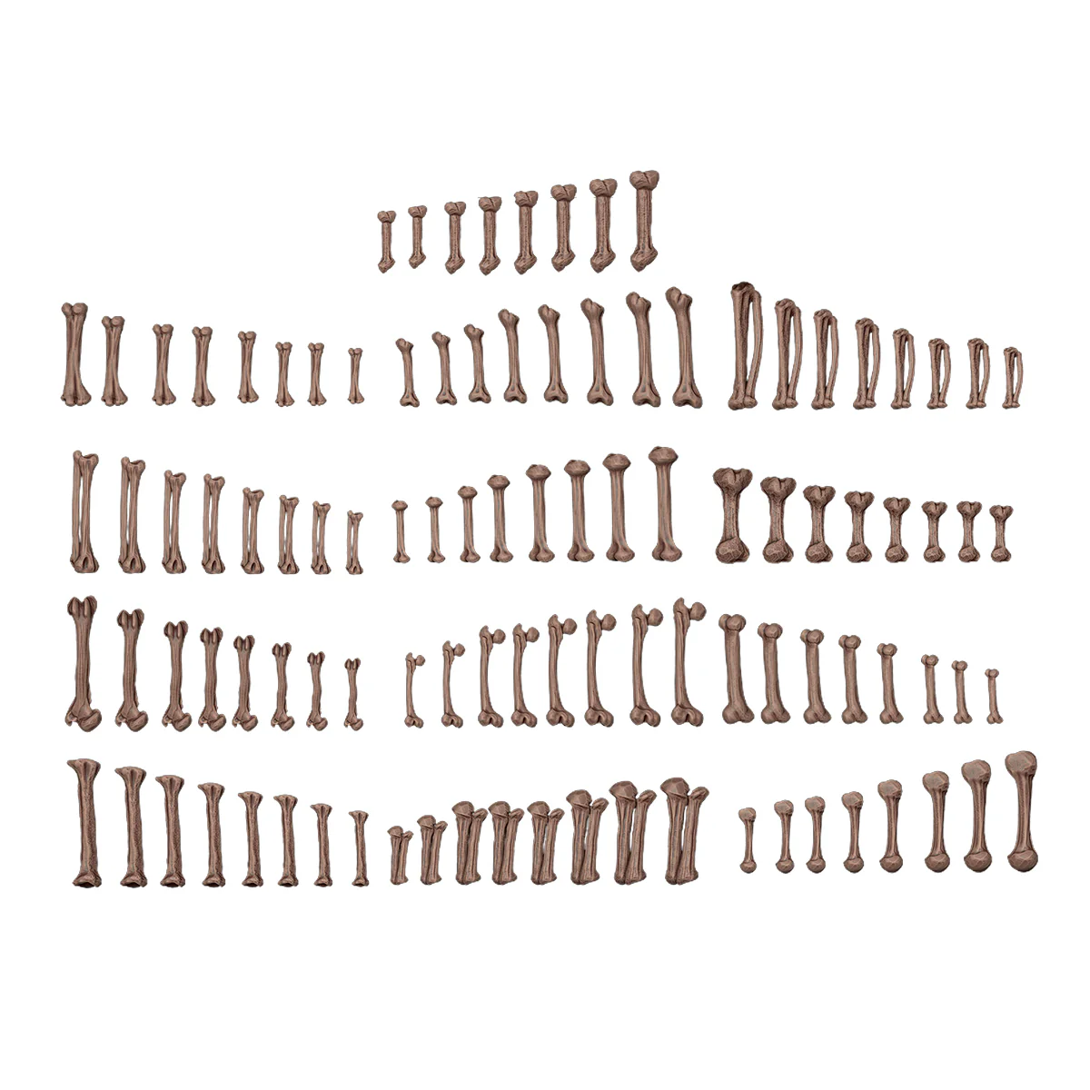 Human Bones - Image 2